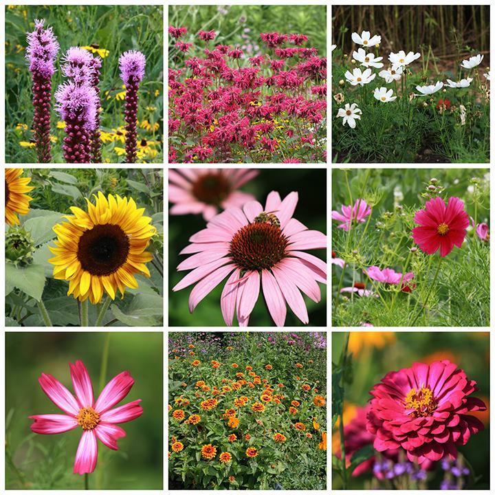 Nature collage
