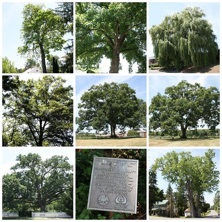 Tree collage