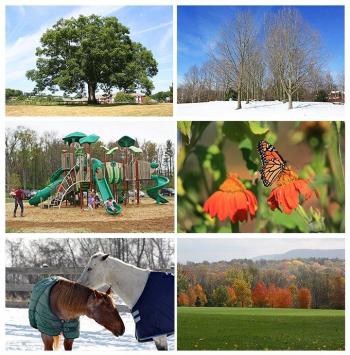 Park collage