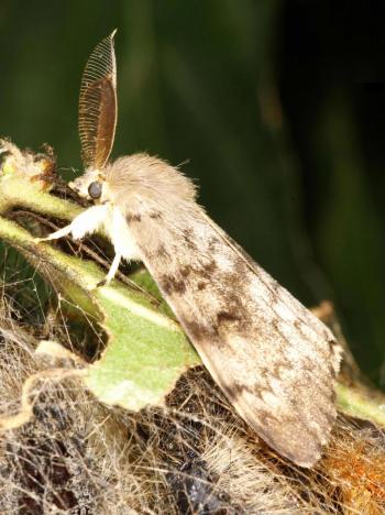 Fully Grown Spongy Moth