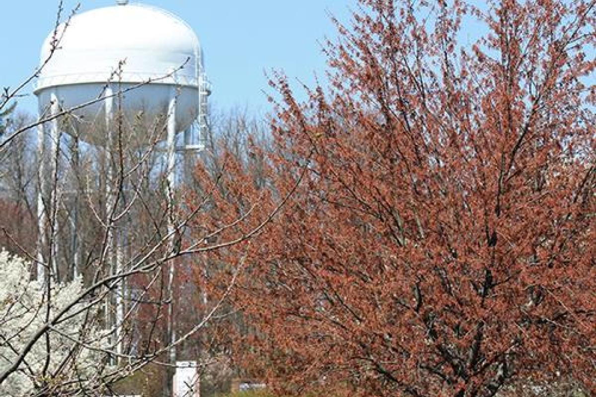 Tree and water tower