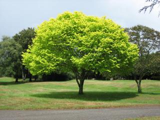 Tree in Park