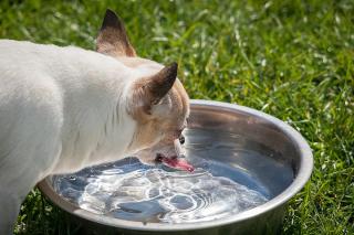 Dog drinking water to stay hydrated