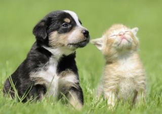 Kitty and Puppy
