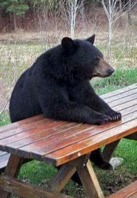 Bear at a picnic table