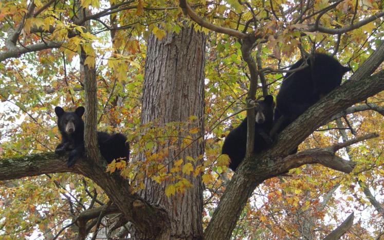 Black Bears Sighted in Ferguson Township