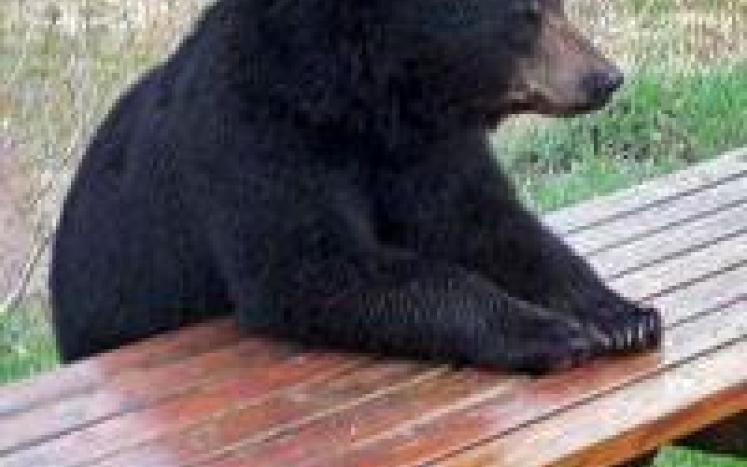 Black Bears in the Township