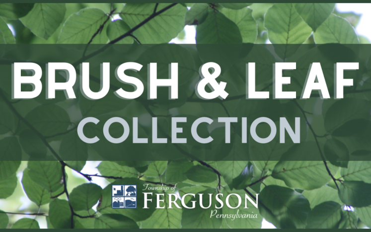 brush and leaf collection