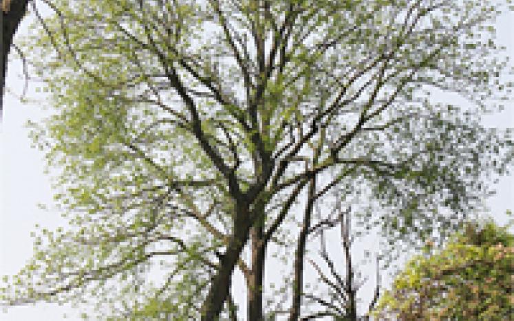 Fairbrook Tree