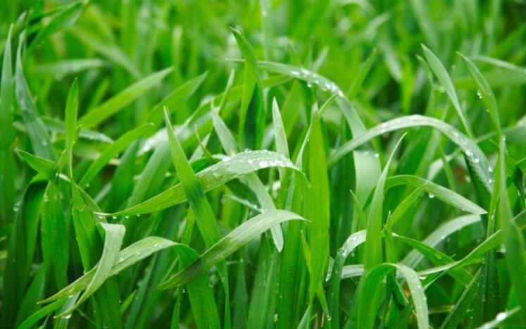 grass