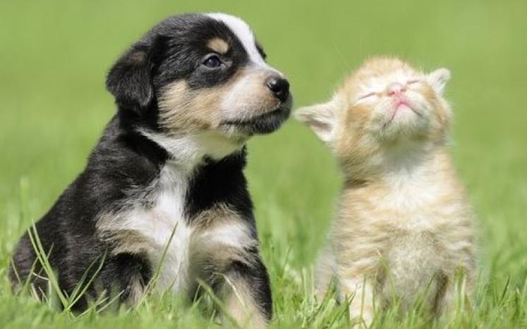 Kitty and Puppy