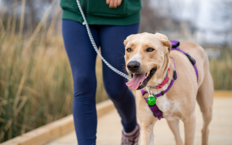 dog on leash