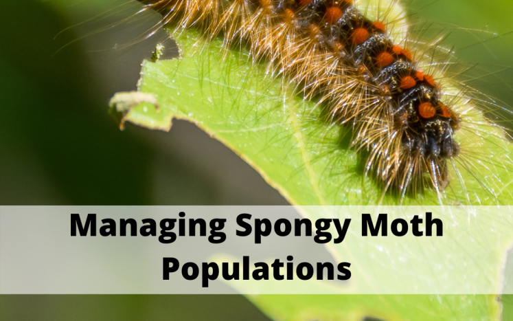 Spongy Moth Management