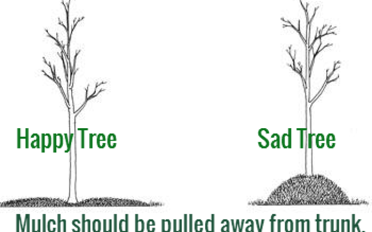 Tree information
