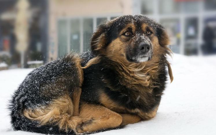Sad Dog in the Snow