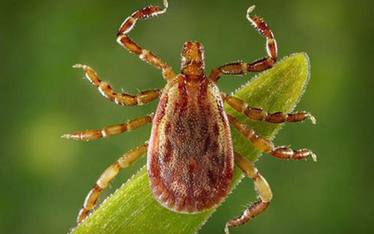 High Rate of Tick-borne Disease Detected in Centre County; Use Caution Outdoors This Spring