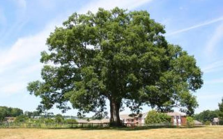 Heritage Tree