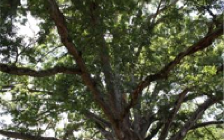 Native Tree